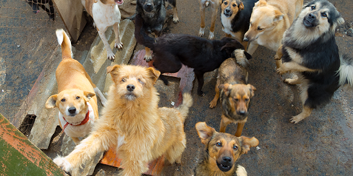 Foto: Divulgação/União Internacional Protetora dos Animais (UIPA)