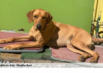 Cachorro, Cães, Adoção, Brumadinho. Foto: Divulgação