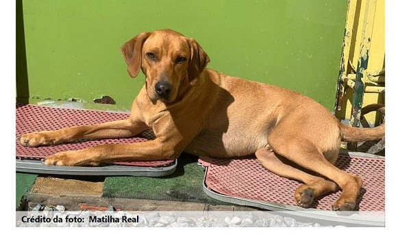 Cachorro, Cães, Adoção, Brumadinho. Foto: Divulgação