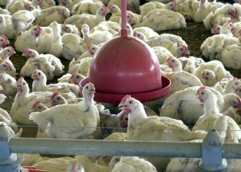 Foto: Divulgação/Agência Brasil