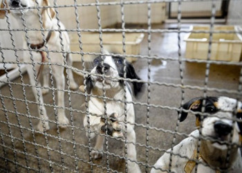 Adoção e abandono de animais domésticos aumentam durante a pandemia