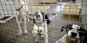 Adoção e abandono de animais domésticos aumentam durante a pandemia