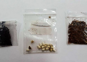 Sementes vindas de países asiáticos para Brasil tem gerado alerta de autoridades