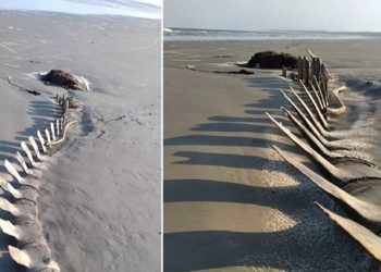 Esqueleto gigante é encontrado em praia de São Paulo