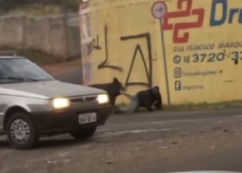 Entregador atacado por porco no Bonsucesso sofreu corte profundo