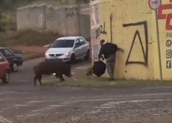 Dono de porco que atacou entregador no Bonsucesso não quis assinar autuação