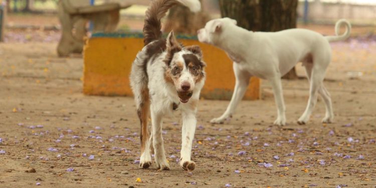 São Paulo - Tutores com cães no Parcão, espaço exclusivo para cachorros, na Praça Ayrton Senna do Brasil.