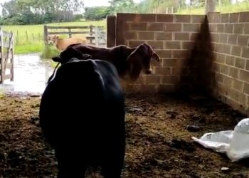 Bandidos furtam mais de R$ 30 mil em gado na região de Franca