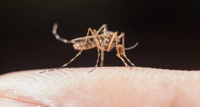 A dengue é transmitida por meio da picada do mosquito Aedes aegypti. Foto: Banco de Imagem/Freepik