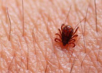 Secretaria de Agricultura solicita aprovação de fungo para eliminar carrapato-estrela