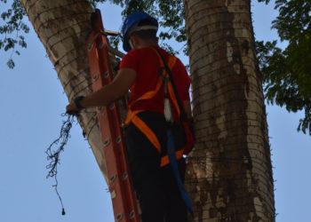Decoração de luzes de Natal começa a ser feita em quatro diferentes pontos da cidade