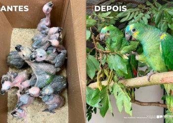 Cetras-SP já recebeu mais de 5 mil animais resgatados do tráfico 