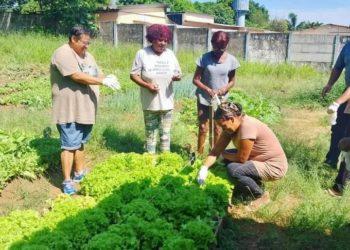 Produção de horta comunitária na Vila Gosuen serve de alimento para 80 famílias de Franca