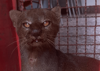 Bombeiros de Franca fazem resgate na região de animal em risco de extinção