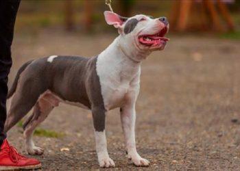 Tutor de pitbull vai ter que indenizar em R$ 13 mil prestador de serviços atacado pelo cão