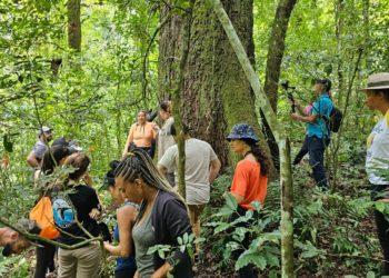 Propriedade rural fará dia de vivência dentro de floresta no interior paulista