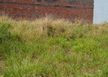 Prefeitura de Franca notifica proprietários para limpeza de mais de 60 terrenos na cidade