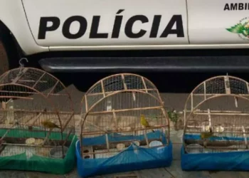 Mulher é multada e PMA faz apreensão de aves silvestres na avenida Integração