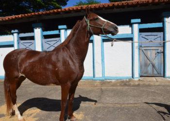 Expoagro já tem exposição de cavalos Mangalargas e programação técnica