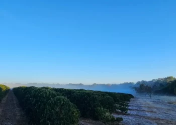 Temperatura abaixo dos 9º C causa geada em cidades da região de Franca