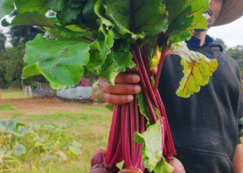 Oficina em Franca oferece venda de 45 variedades de produtos e tratamento para saúde mental