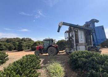 Colheita de café na Alta Mogiana chega a 50%, mas rendimento decepciona produtores
