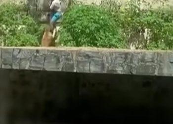 Jovem morre após ser atacado por leoa em zoológico de João Pessoa.