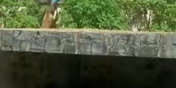 Jovem morre após ser atacado por leoa em zoológico de João Pessoa.