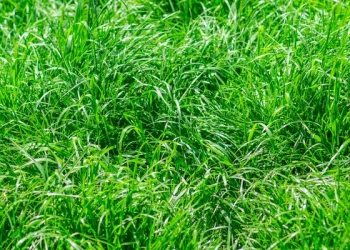 Moradores reclamam de terreno abandonado no bairro Santo Agostinho, em Franca.