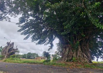 Área que era destinada a hospital é leiloada e tem árvores de grande porte cortadas em Franca