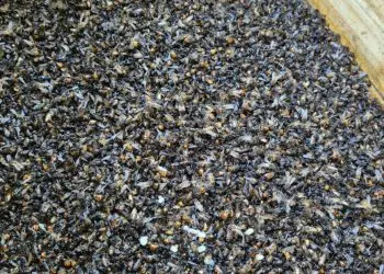 Apicultor de Franca perde colmeias após suspeita de contaminação por defensivos agrícolas