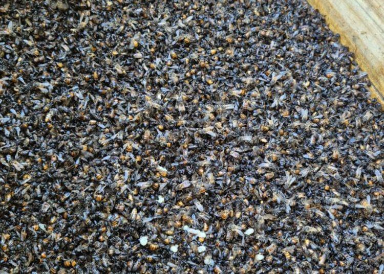 Apicultor de Franca perde colmeias após suspeita de contaminação por defensivos agrícolas