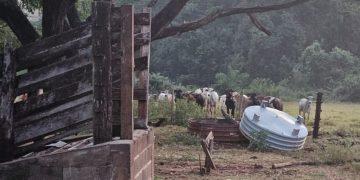 Matadouro clandestino é descoberto em Pedregulho após furto de gado em Aramina; suspeito é preso