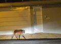 Lobo-guará é visto circulando em bairro próximo ao Franca Shopping e chama a atenção de moradores
