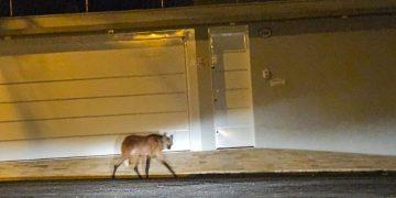 Lobo-guará é visto circulando em bairro próximo ao Franca Shopping e chama a atenção de moradores