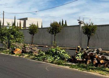 “Prefeito inimigo do meio ambiente? Cortes de árvores geram críticas e moradores cobram explicações em Franca”
