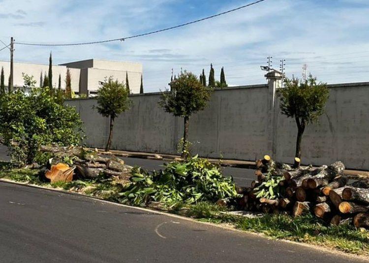 “Prefeito inimigo do meio ambiente? Cortes de árvores geram críticas e moradores cobram explicações em Franca”