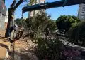 Mais um ipê é alvo de poda drástica e moradores questionam ação da Prefeitura