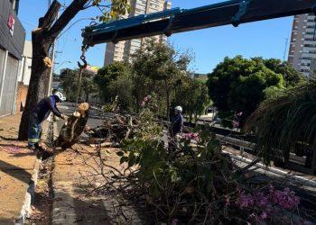 Mais um ipê é alvo de poda drástica e moradores questionam ação da Prefeitura
